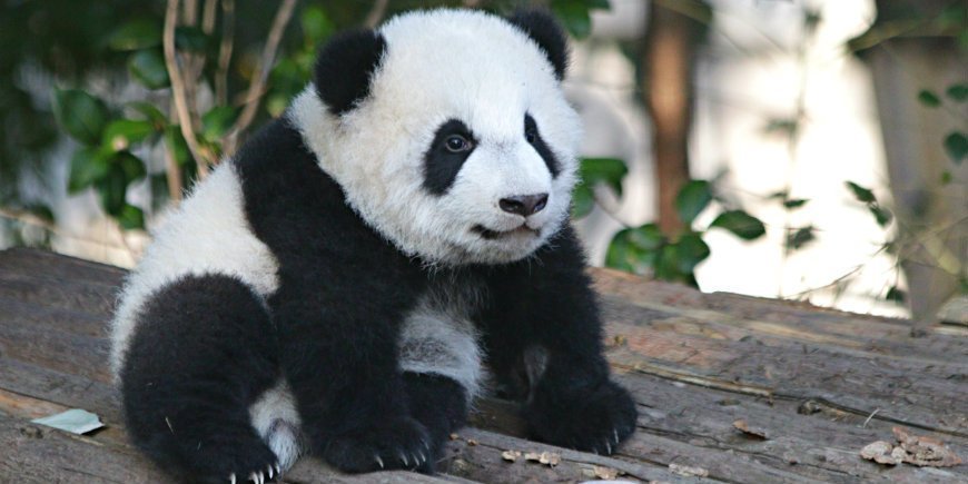 Panda Kiina
