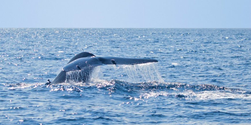 Sininen valas Sri Lanka