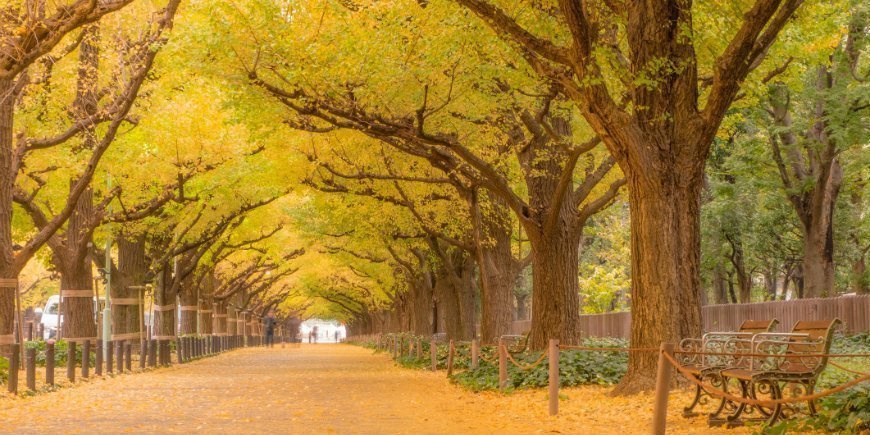 Gingko-puu sisään Tokiossa