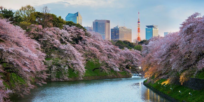 Sakura Tokiossa