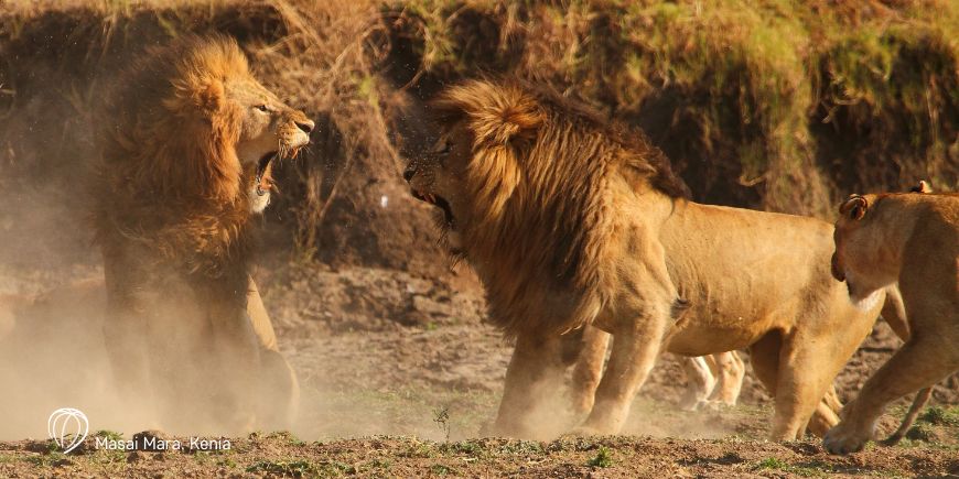 Lionit Masai Marassa Keniassa