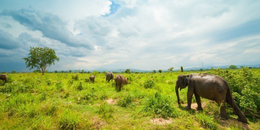 Villejä norsuja Udawalawen kansallispuistossa 