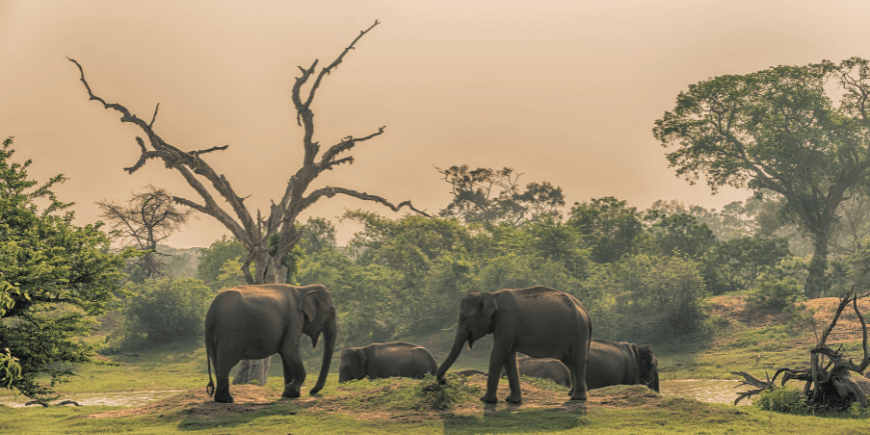 Joukko villejä norsuja juomapaikalla Yalan kansallispuistossa Sri Lankassa 