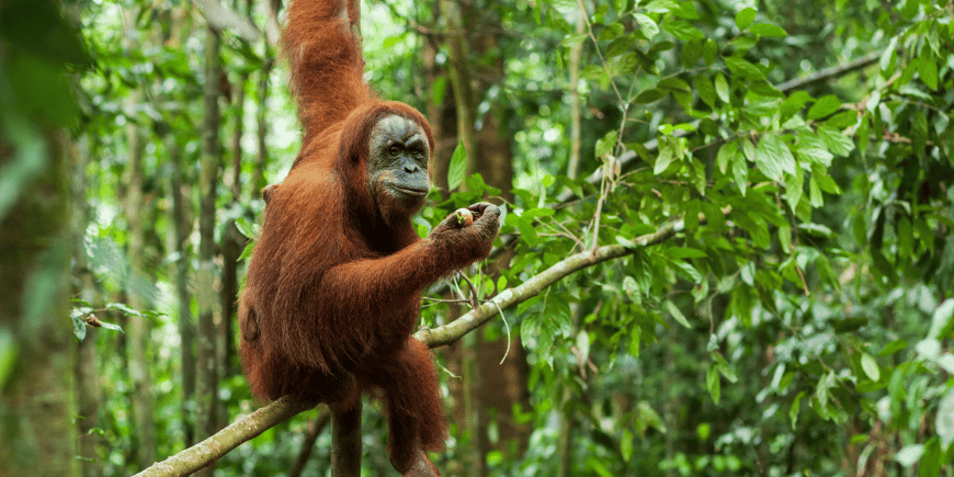 Oranki Sumatran viidakossa 