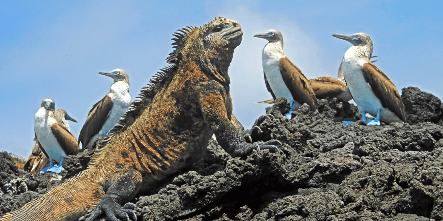 Merileguuaneja ja sinijalkasuulia Galápagossaarilla Ecuadorissa. 