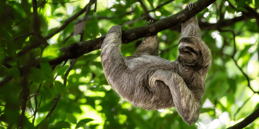Villi laiskiainen roikkumassa rennosti puussa Costa Rican sademetsässä 
