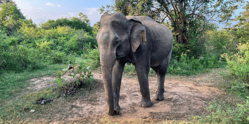 elefantti udawalawe kansallispuistossa sri lanka